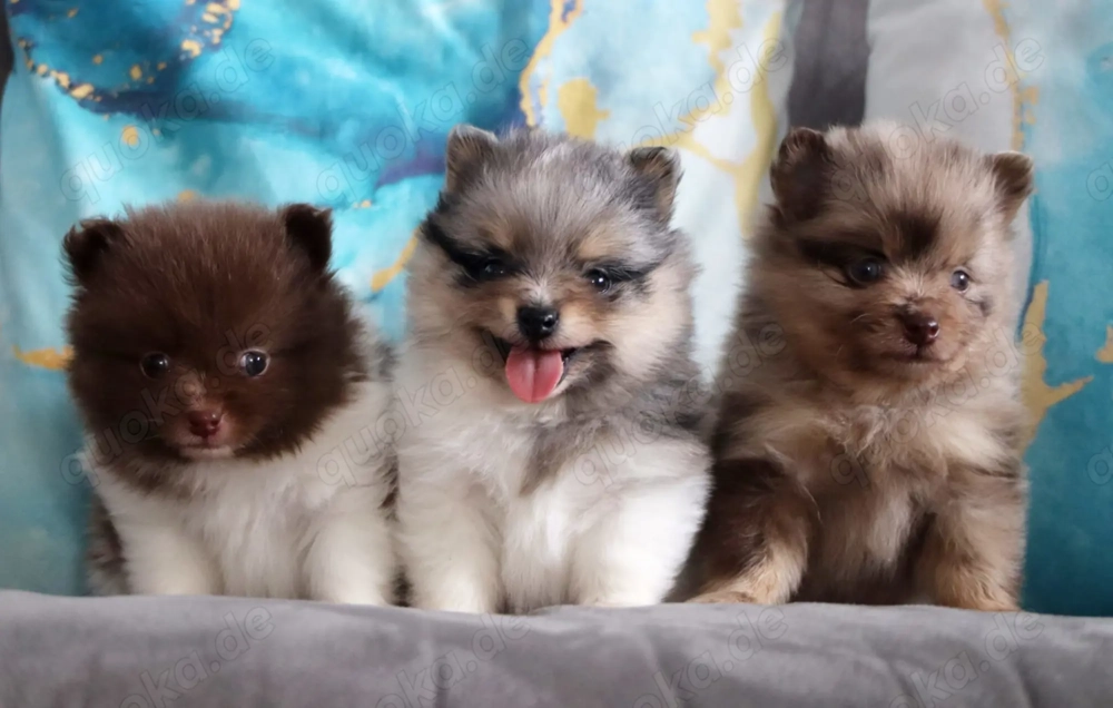 Wunderschöne reisrassige Pomeranian (Zwergspitz)  Welpen