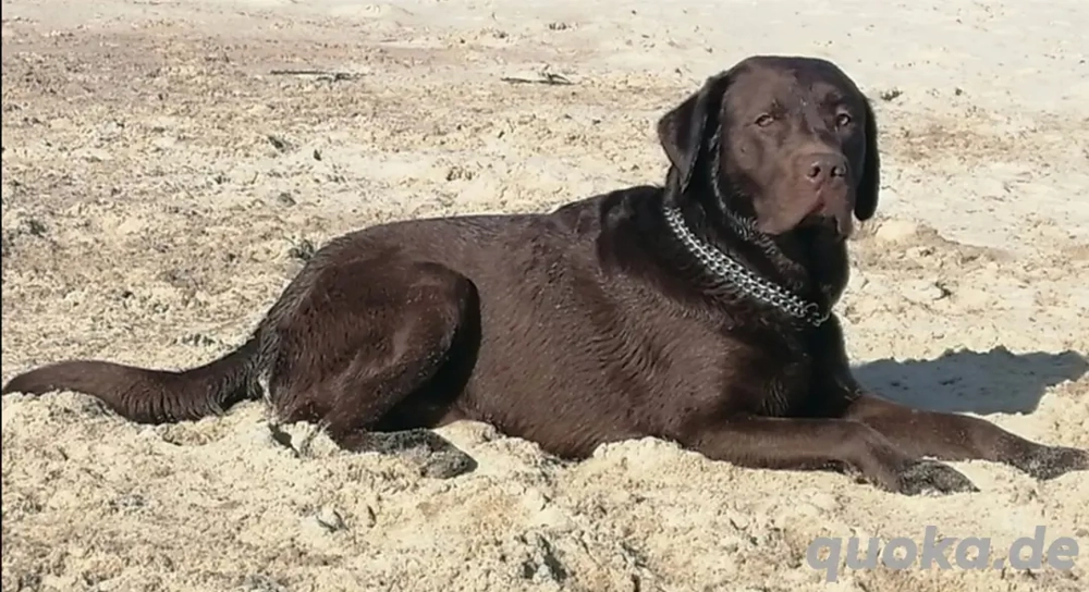 Reinrassige Labrador Deckrüde mit viel Erfahrung 