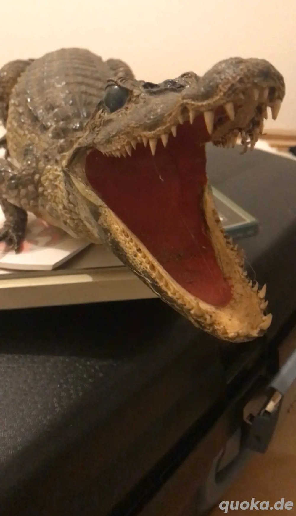 Alligator Präparat 84cm