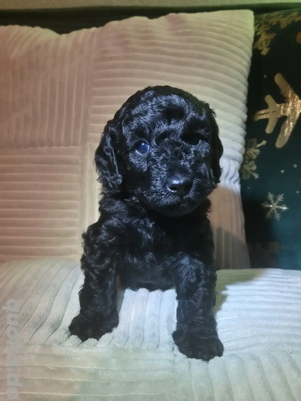 Kleinpudelwelpen abzugeben