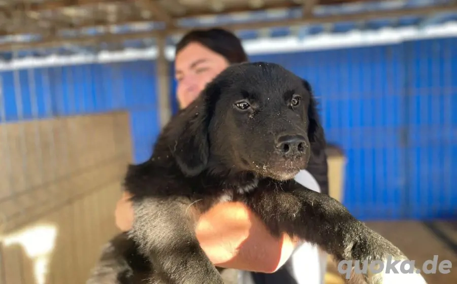 Die schöne Franzi sucht das Glück