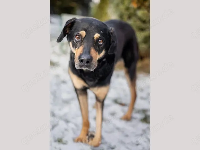 Leo sucht sein Zuhause