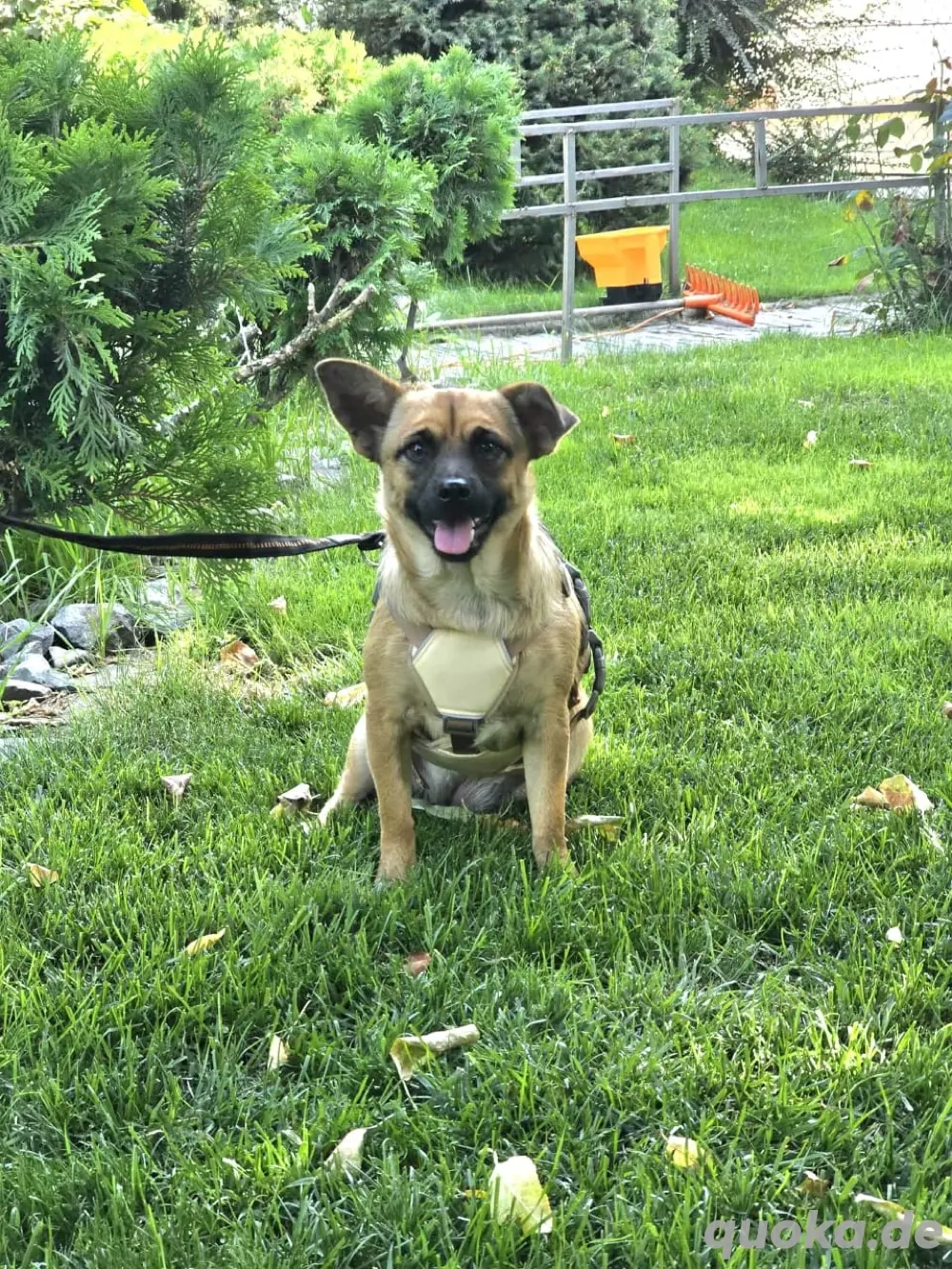 liebe molly 1 jahr alt 