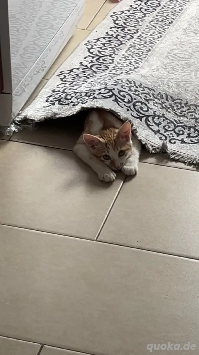 Europäisch Kurzhaar