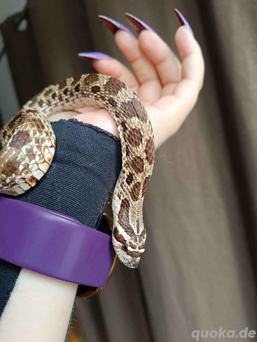 suche 1,1 het savannah