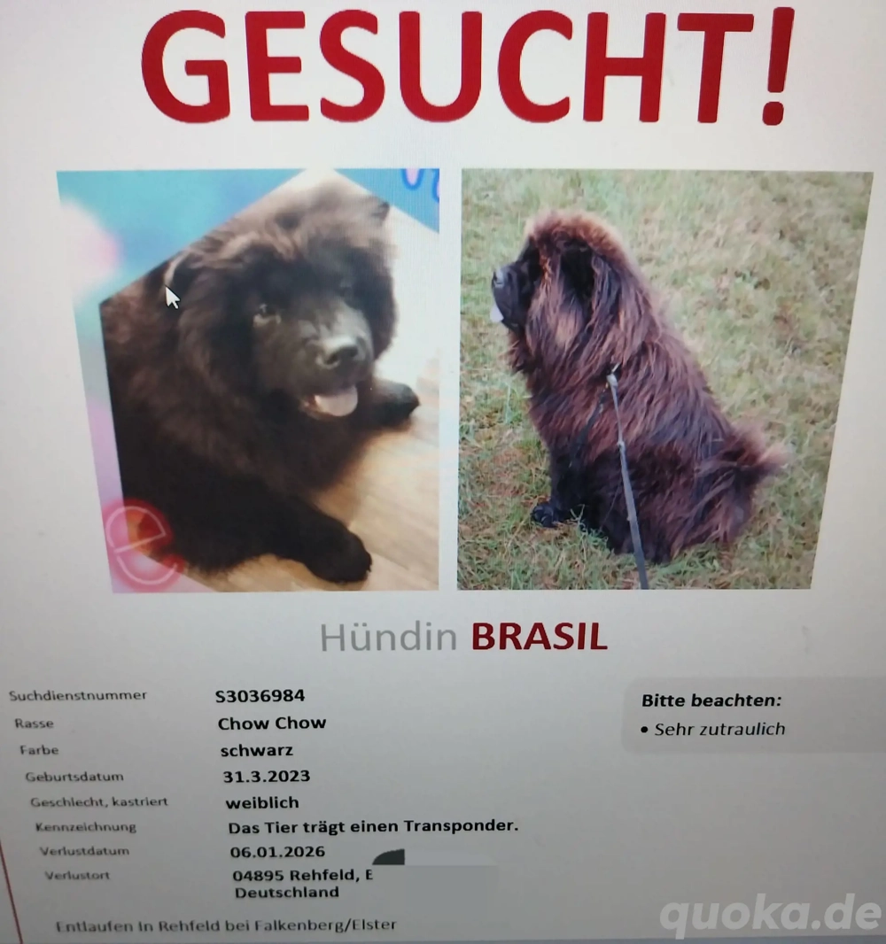 Vermisst Chow Chow Hündin