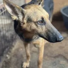 Emil R ca. 47 cm   hat Liebe verdient