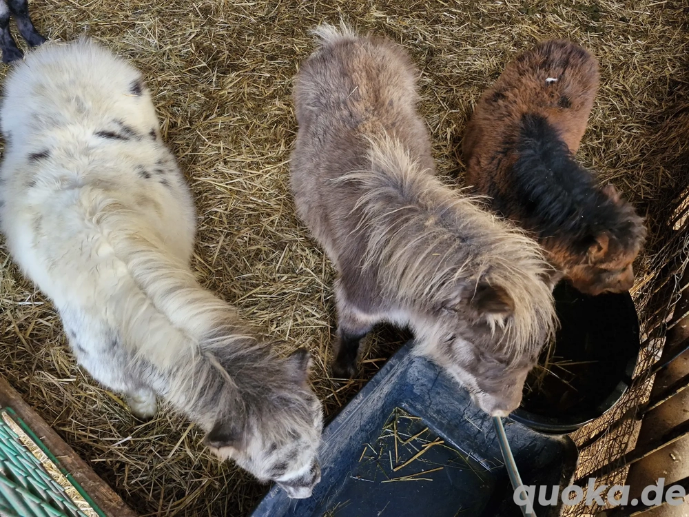 mini pony fohlen