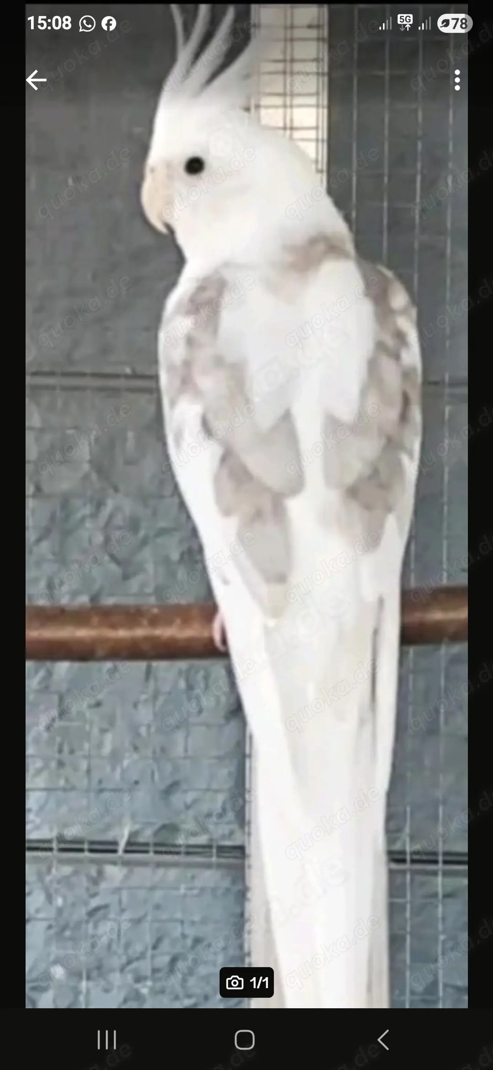 Eine Zucht par Nymphensittich 