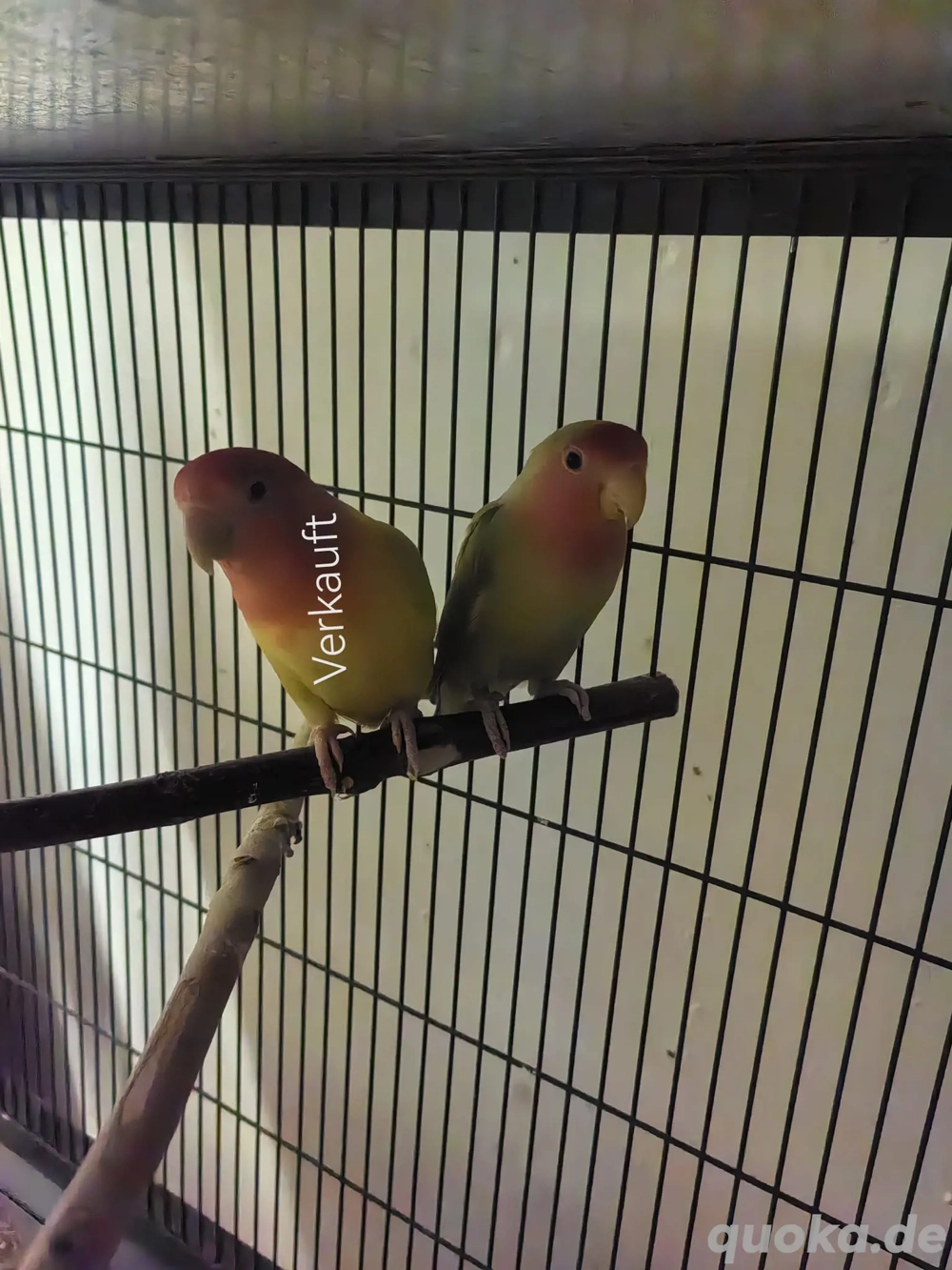 Verkaufe zwei Rosenköpfchen