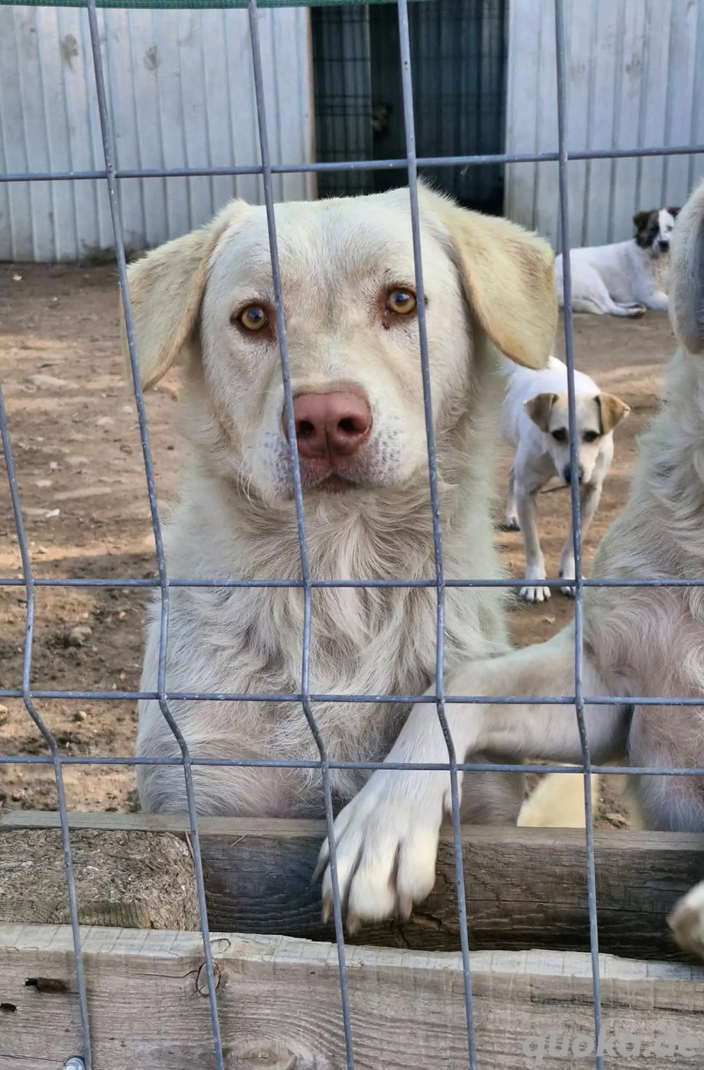 Bim sucht hundeerfahrenes Zuhause 