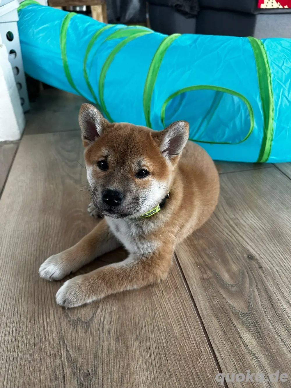 shiba inu FCI