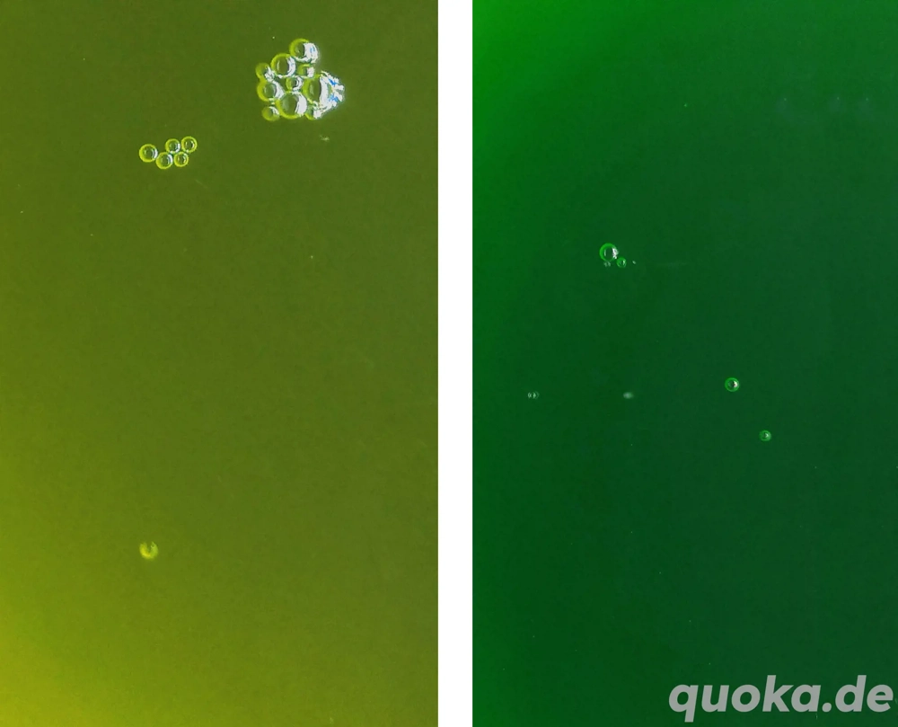 Phytoplankton Mix Nannochloropsis Salina und Synechococcus