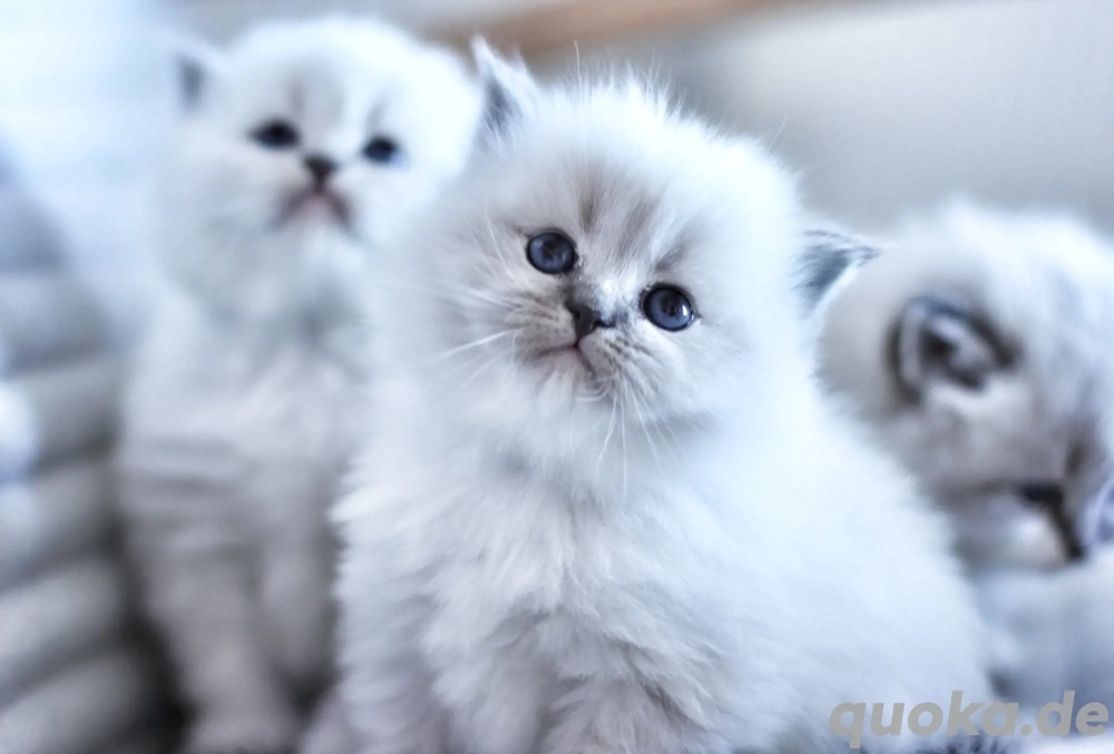 Reinrassige Kitten mit Stammbaum.Neva Masquarade  Sibirische