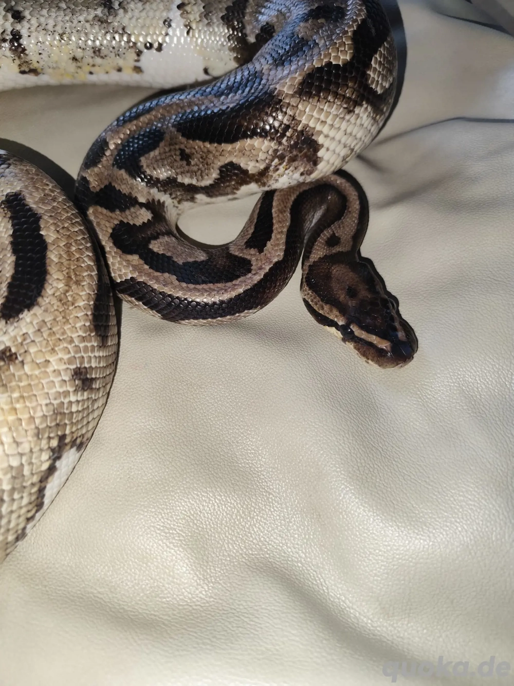 Königspython adult Pastel Piebald 