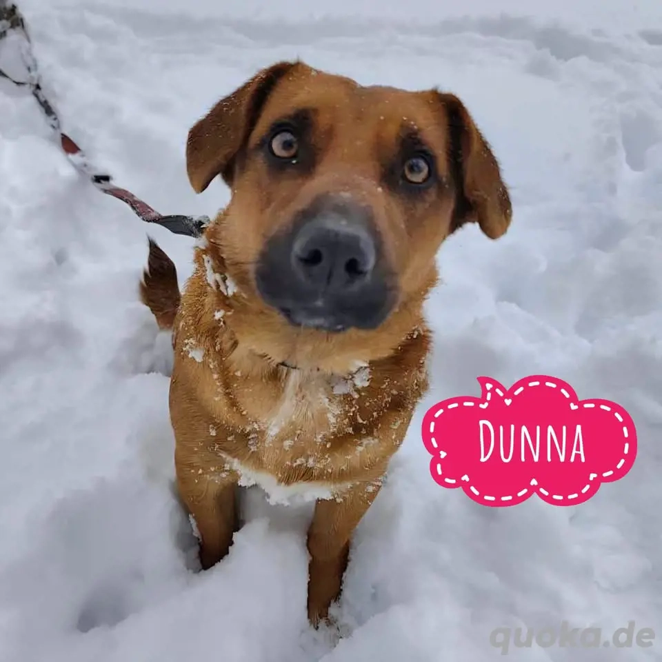 Dunna, liebe und junge Dackel Mix Hündin