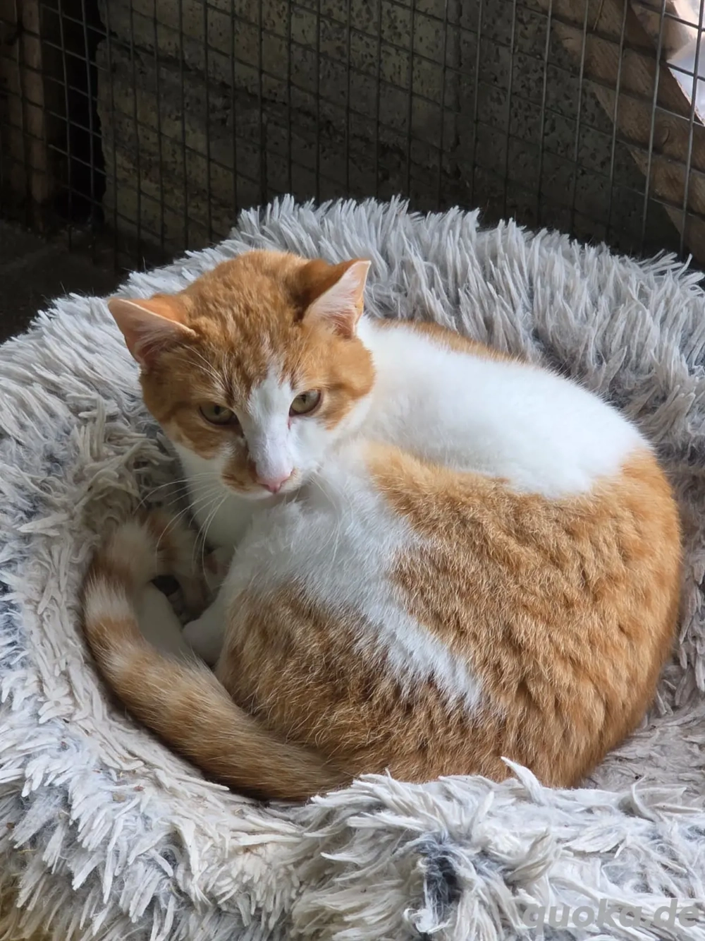 Kater Katze Kastriert Tierschutz Bundesweite Vermittlung 