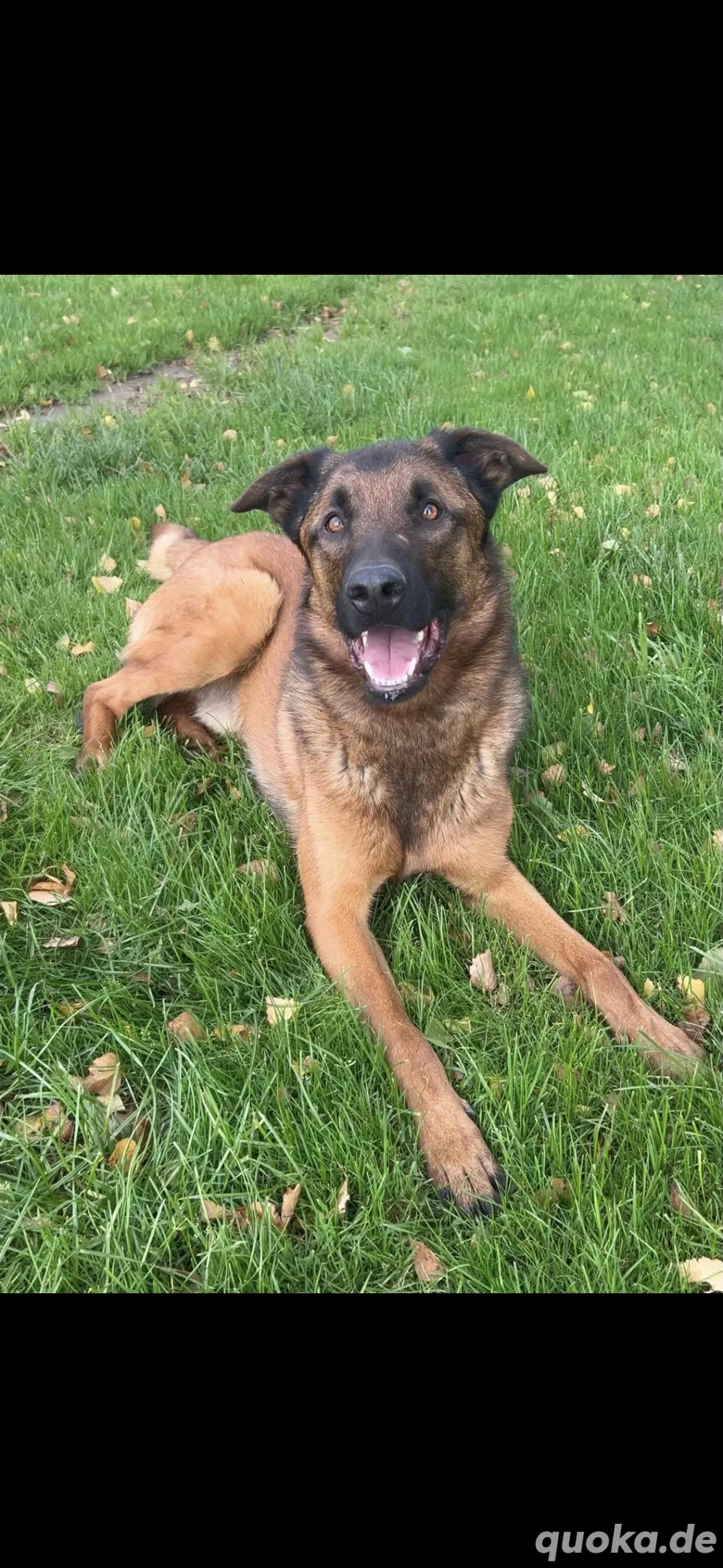 Verkaufe 2 malinois Mixe  rüde und hündin 1.5 Jahre alt