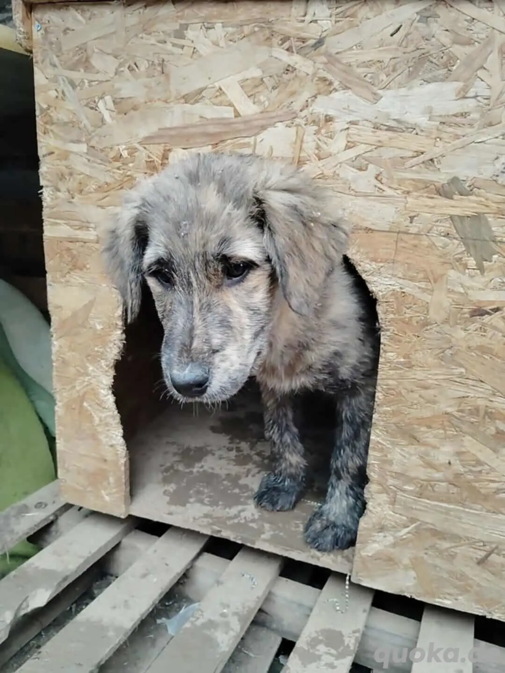 Bounty sucht ein liebevolles Zuhause 