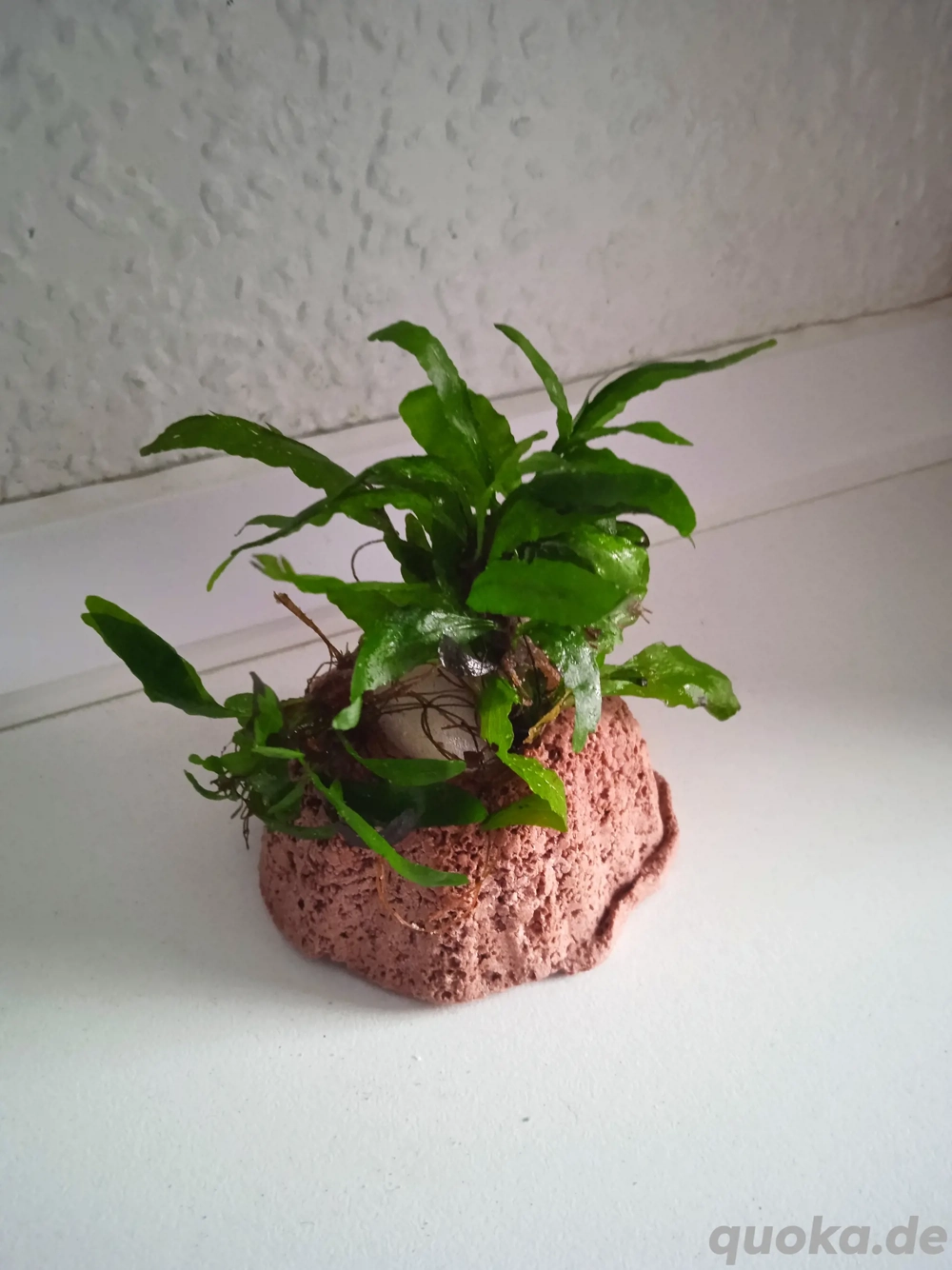 Pflanzenhalter aus Lavagestein mit Javafarn