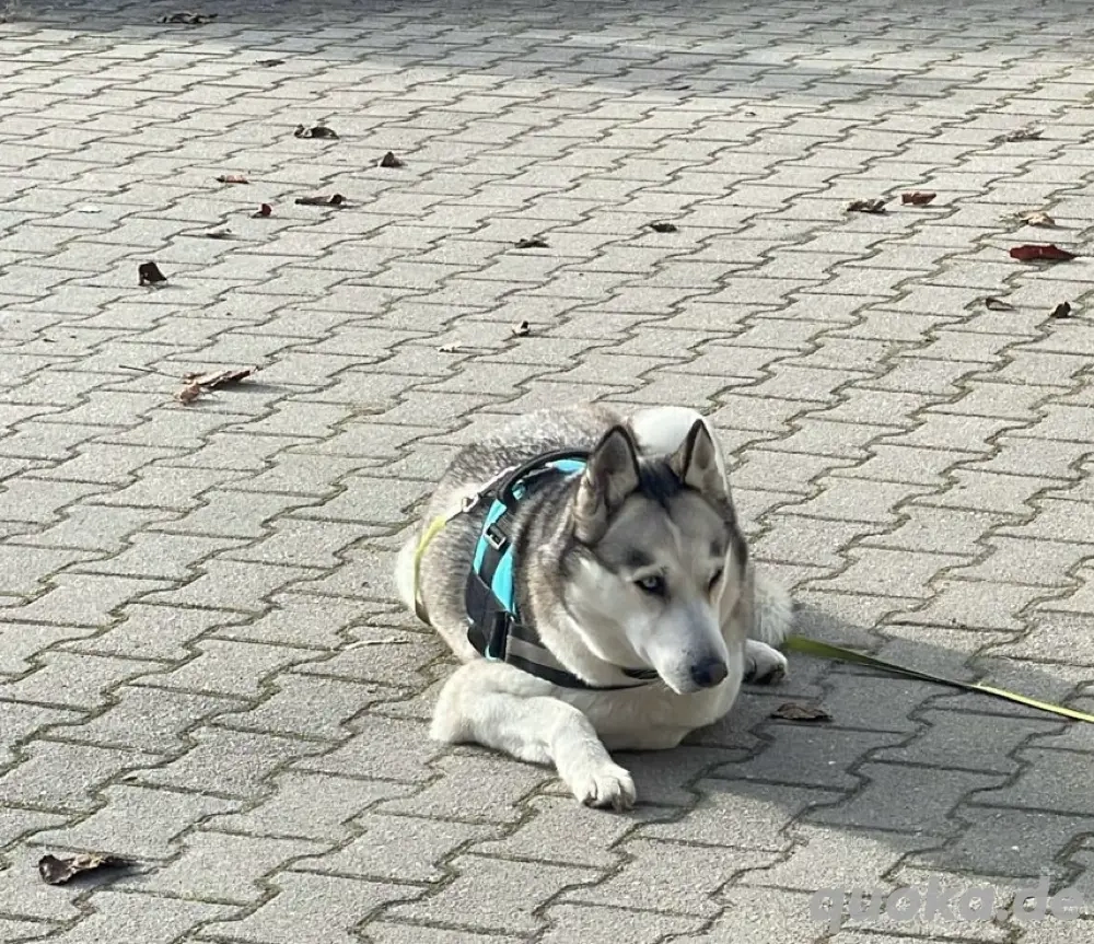 Husky abzugeben 