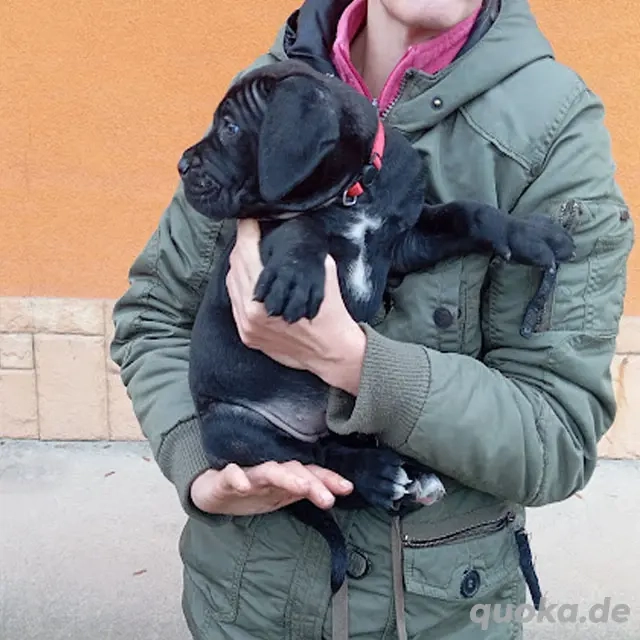 FCI Cane Corso Welpen (X-Man Brutus Blutlinie)