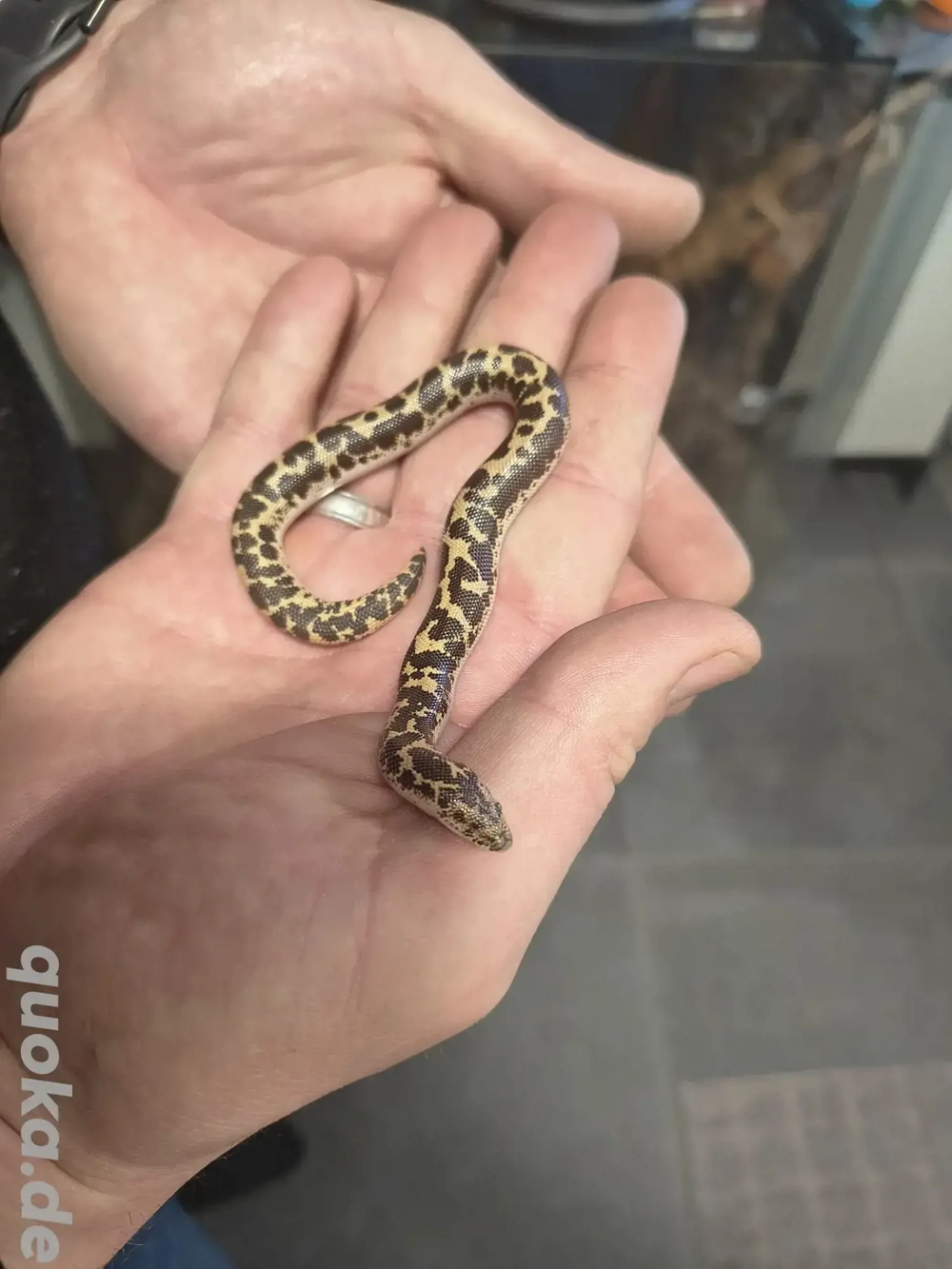 Ägyptische Sandboa NZ 2024