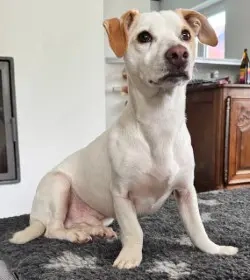 Manolo der Herzensgute weiße Dackel mit leichter Gehbehinderung
