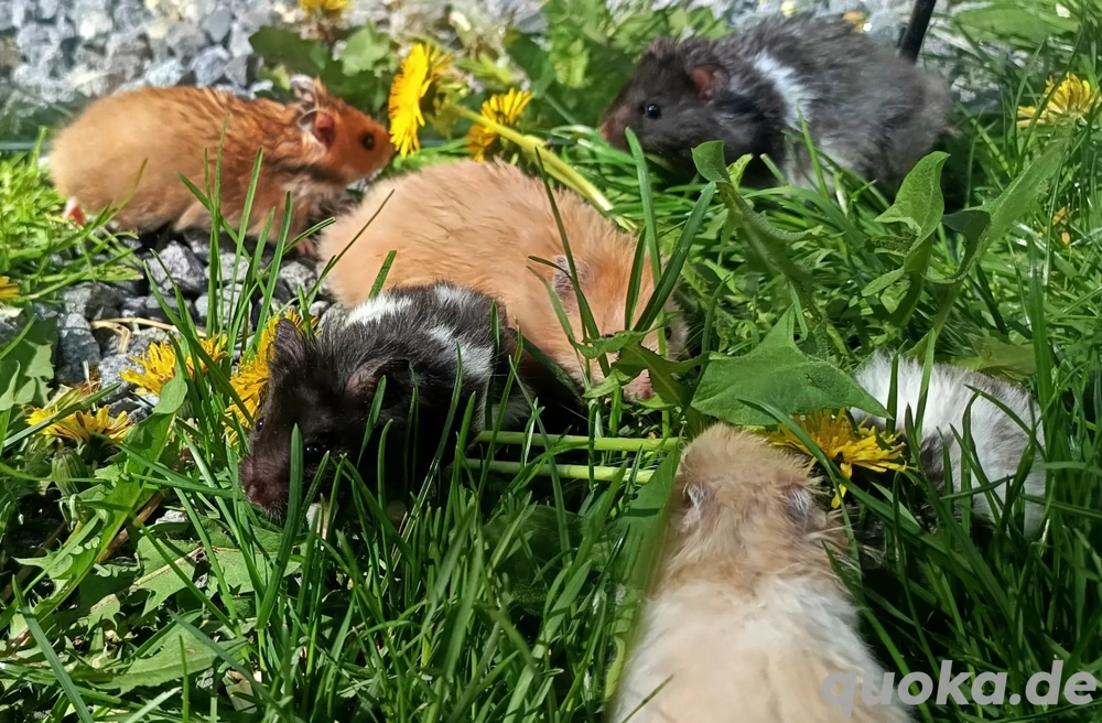 junge Goldhamster Teddyhamster langhaariger Hamster Jungtiere