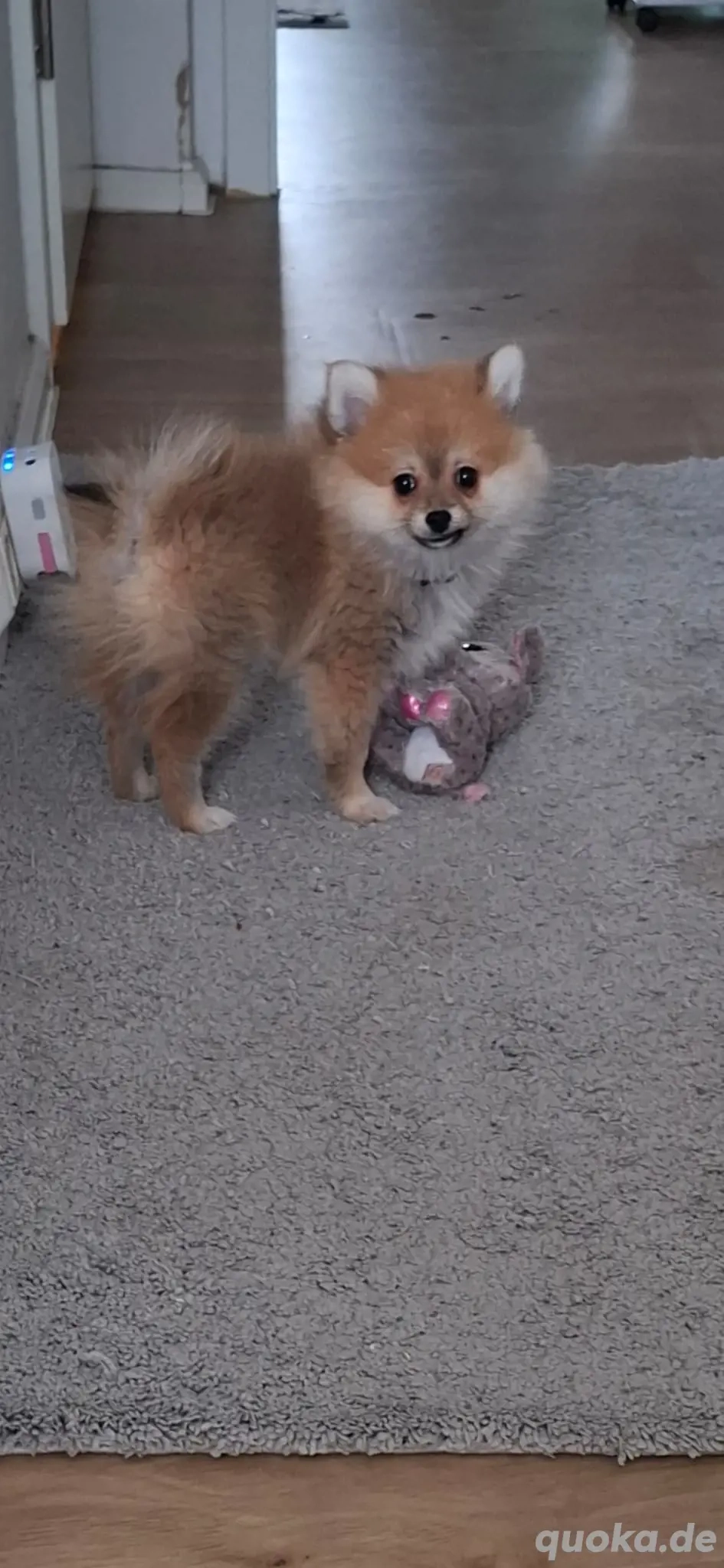 Hallo werkaufen eine kleine Hundin