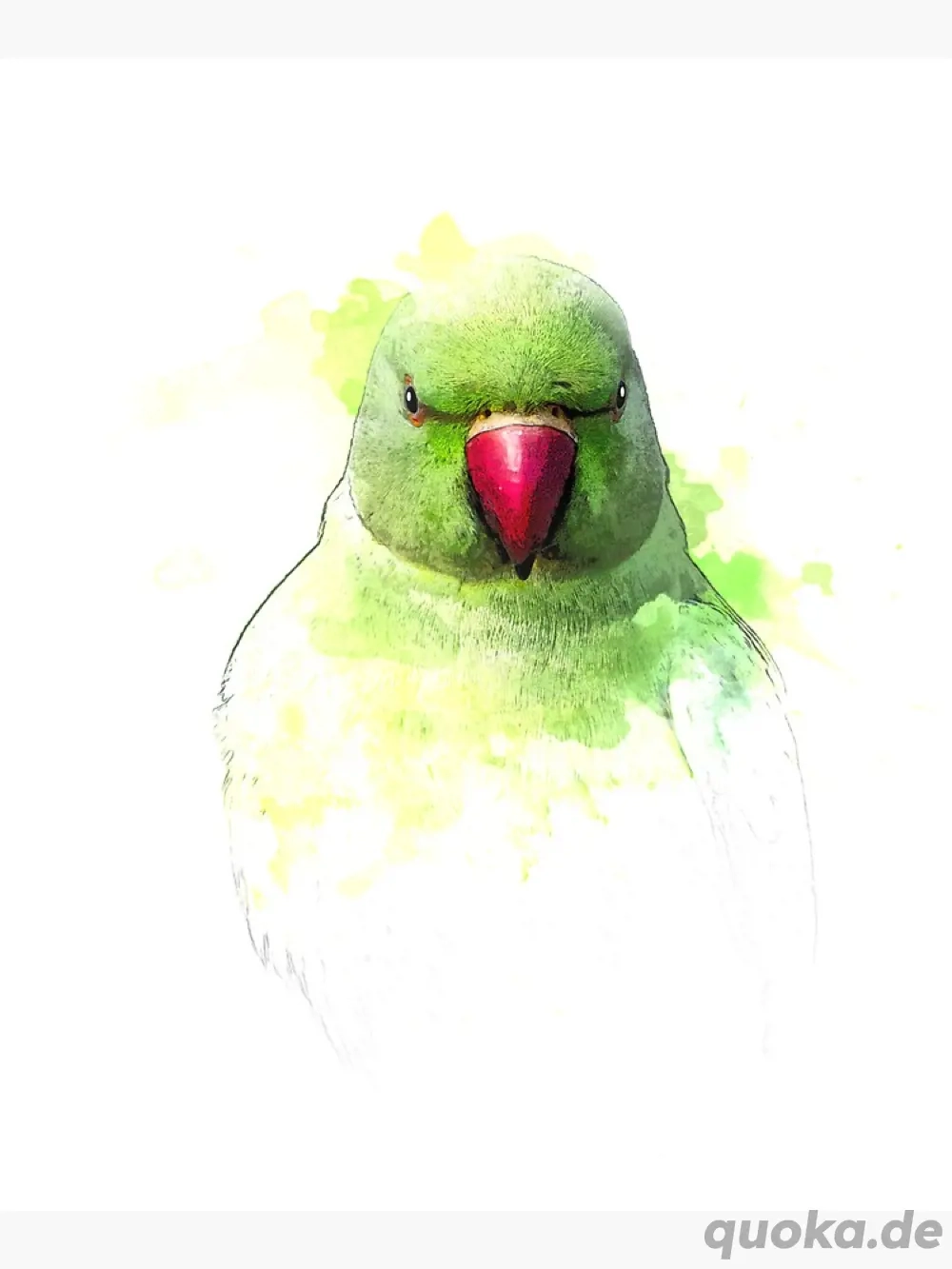 Suche Halsbandsittich