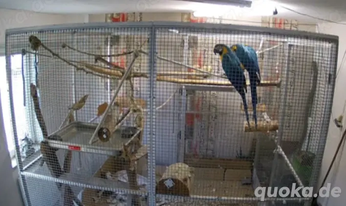 Gelbbrustara Paar, nur gemeinsam