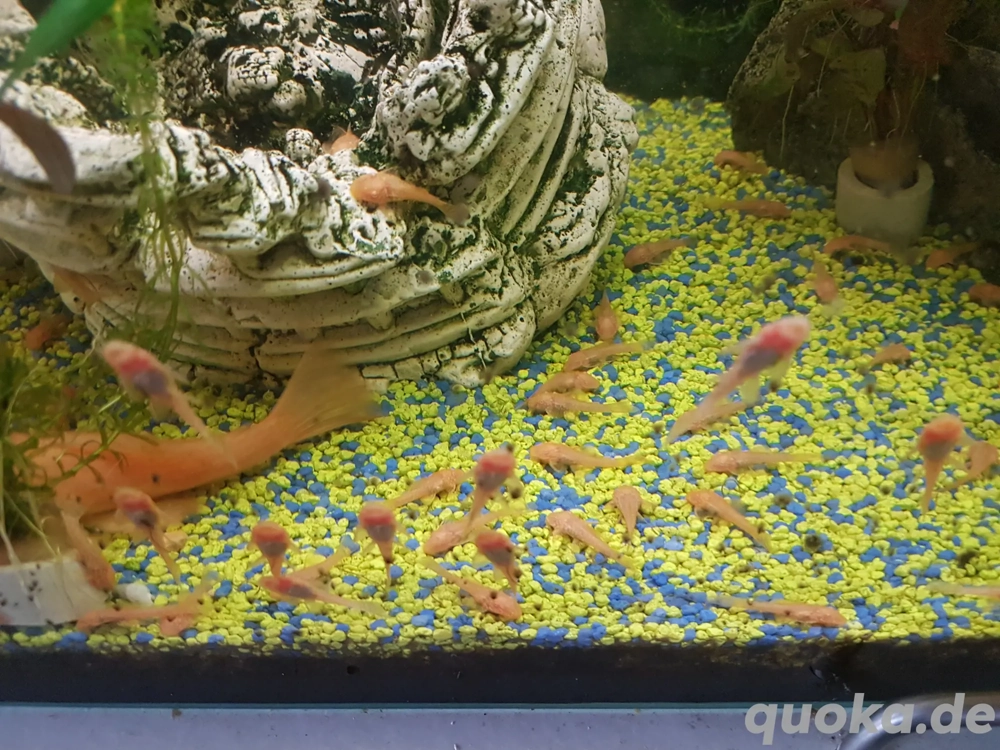 Gelbe Antennenwelse L144