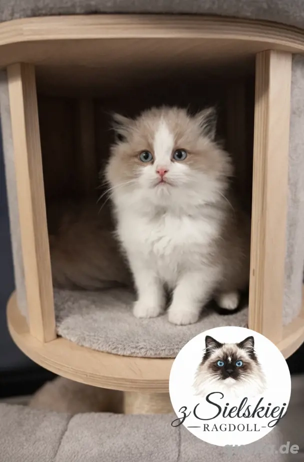 Ragdoll Kätzchen   Seal Bicolour