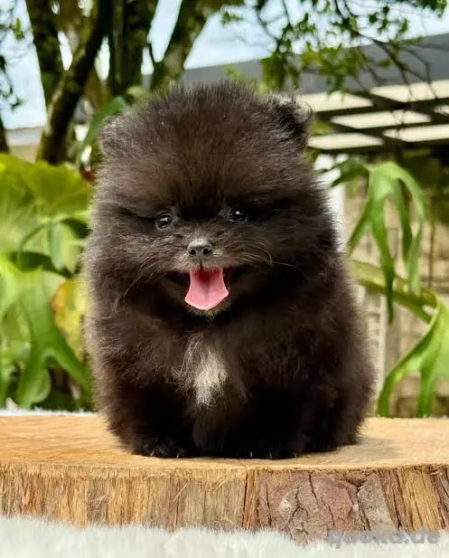 Suche eine pomerarien 