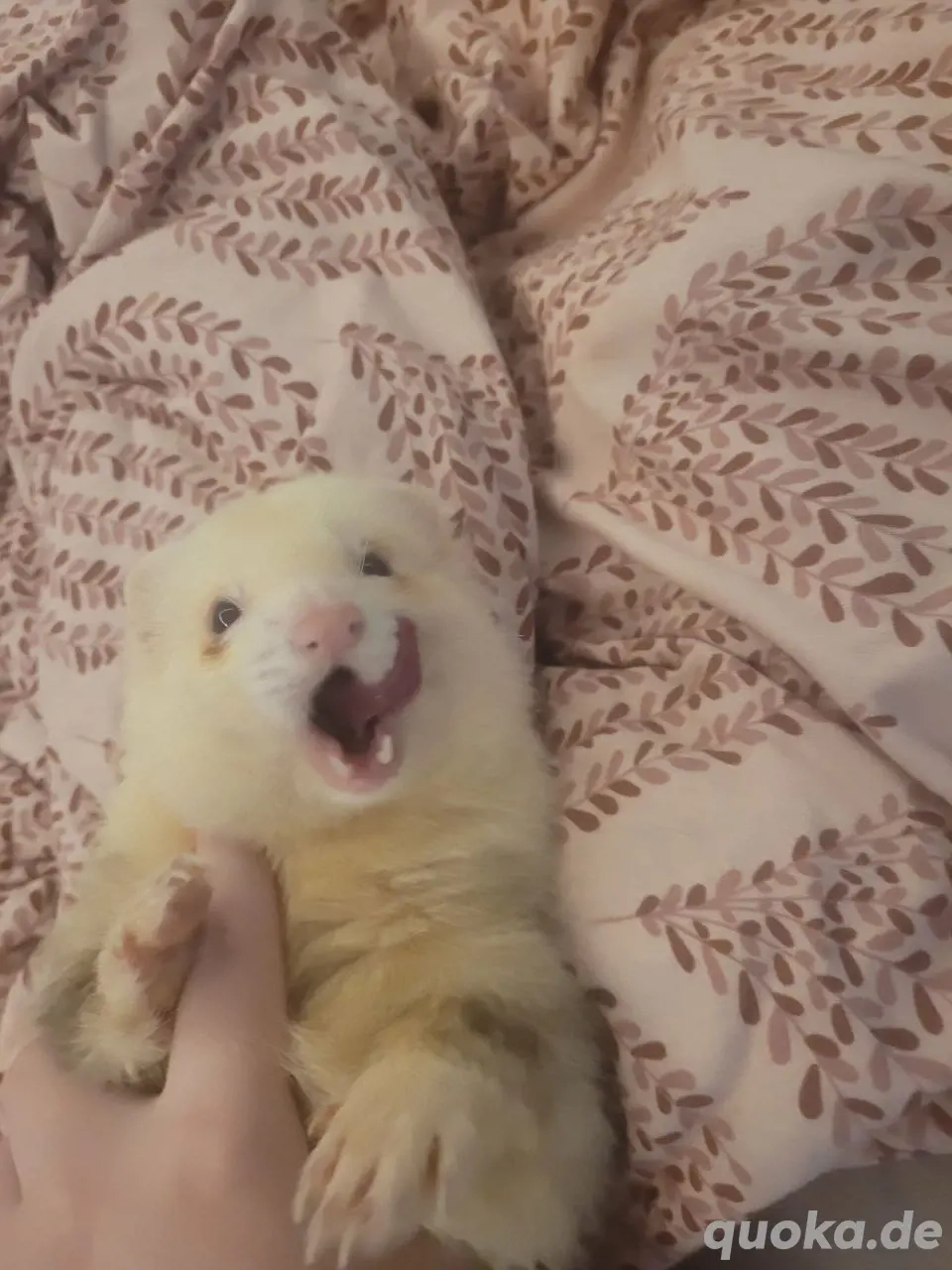 Frettchen Rüde 3 Jahre 