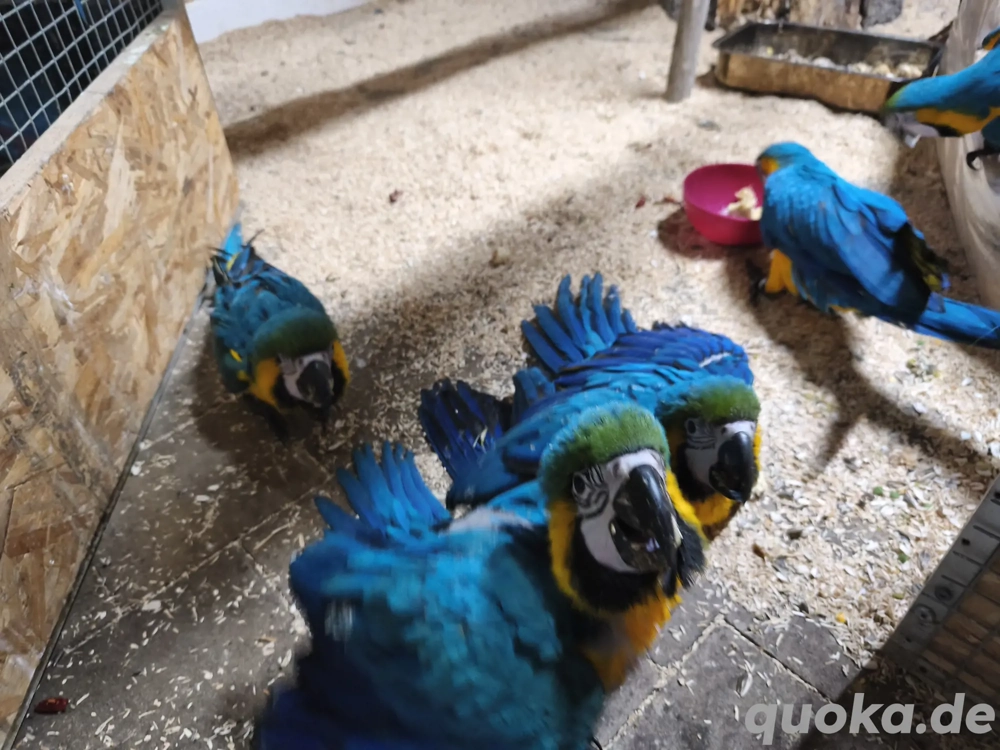 Gelbbrust Aras handzahm