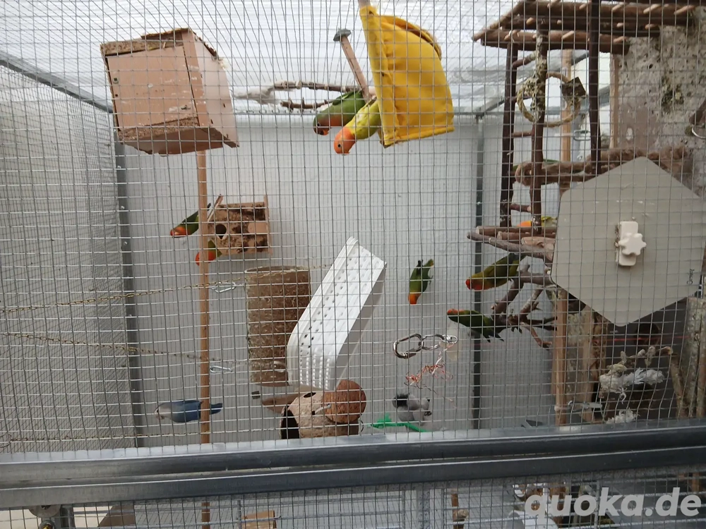 Vogel zu ferschengen