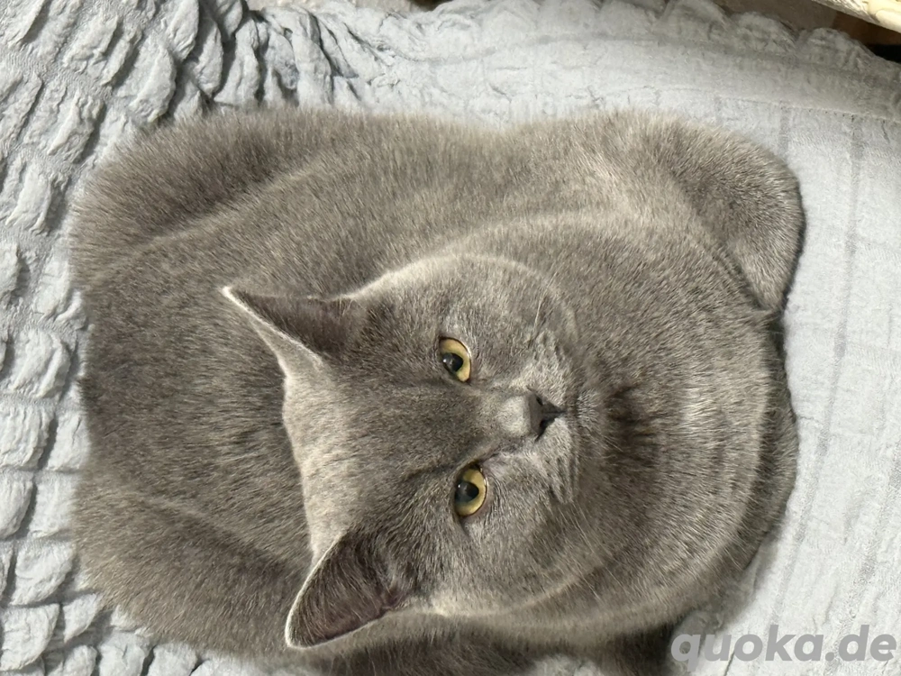 6 monate junge sucht seine neue zu hause