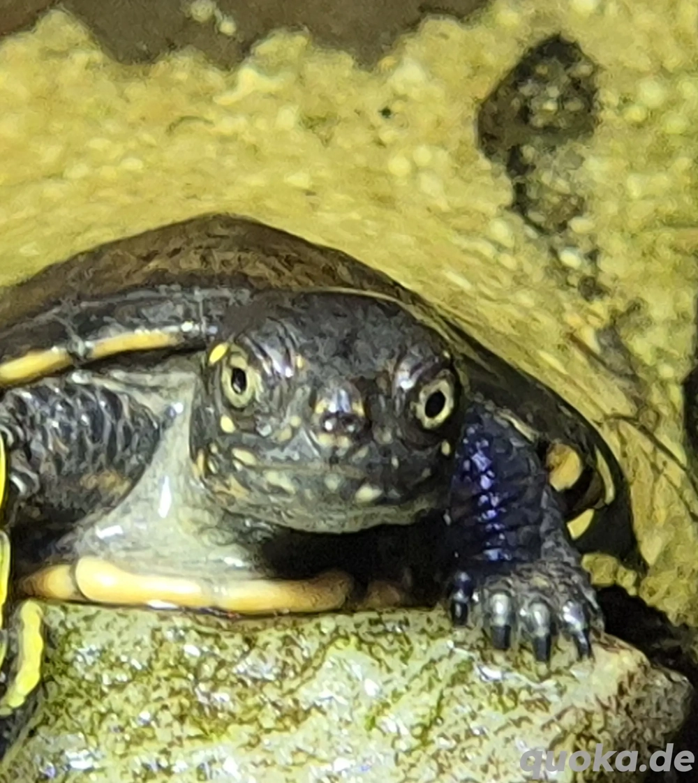 Europäische Sumpfschildkröte NZ 2025 Emy orbicularis 