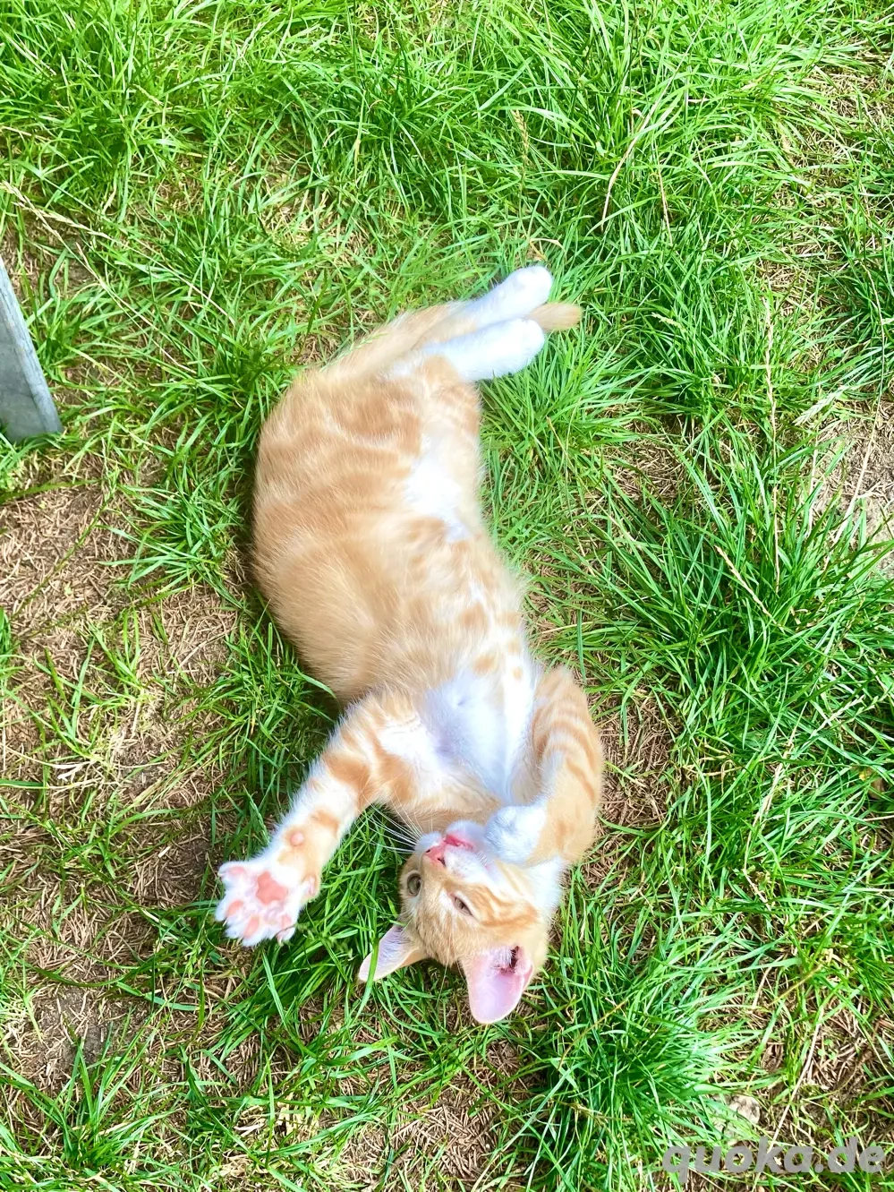 Der einmalige Ruben sucht Gartenfreunde!