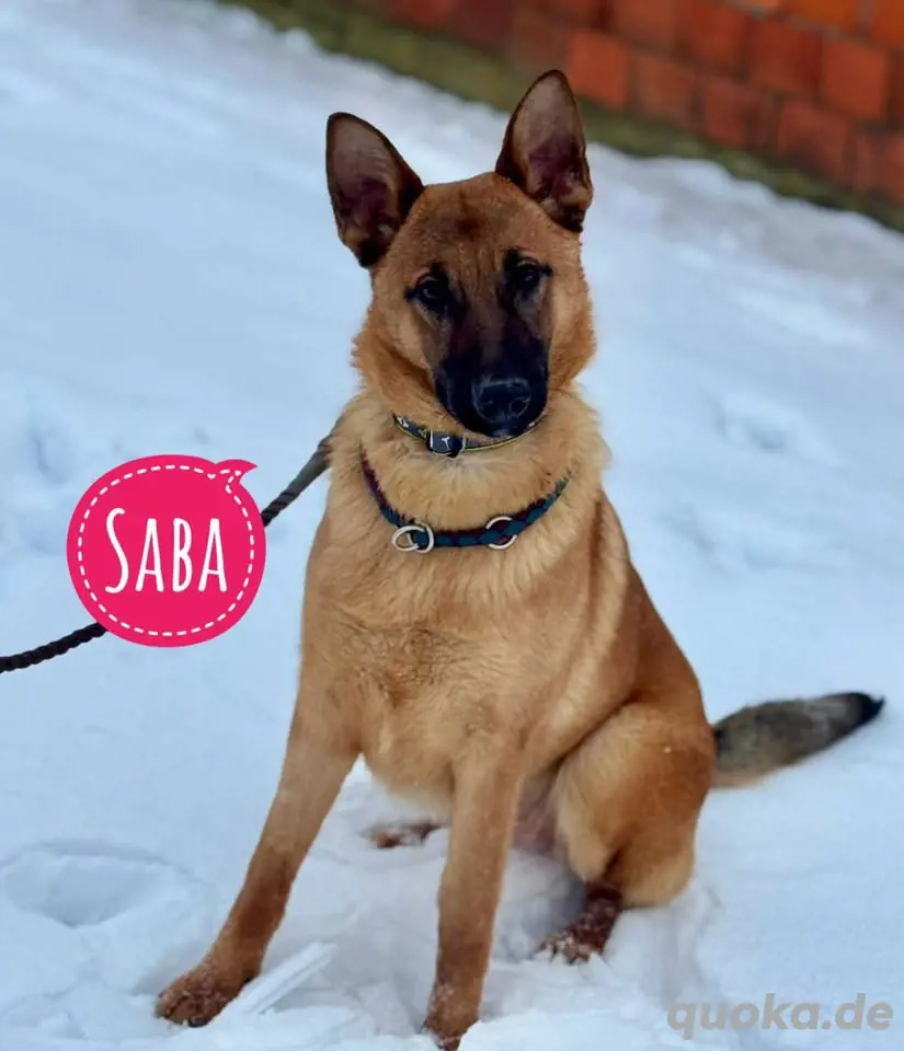 Saba, junge Belgische Schäferhündin Mix