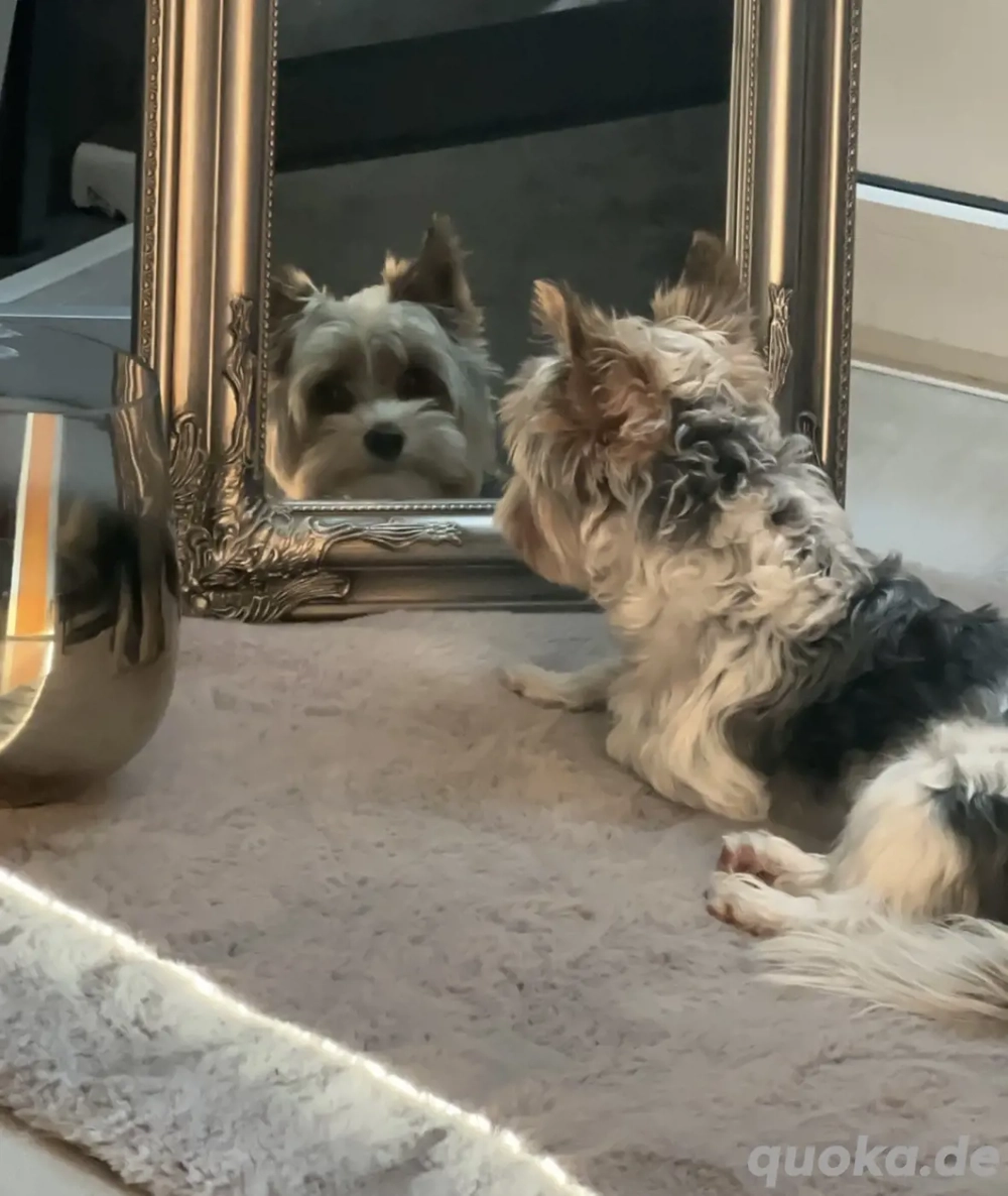 Yorkshire Terrier Deckrüde