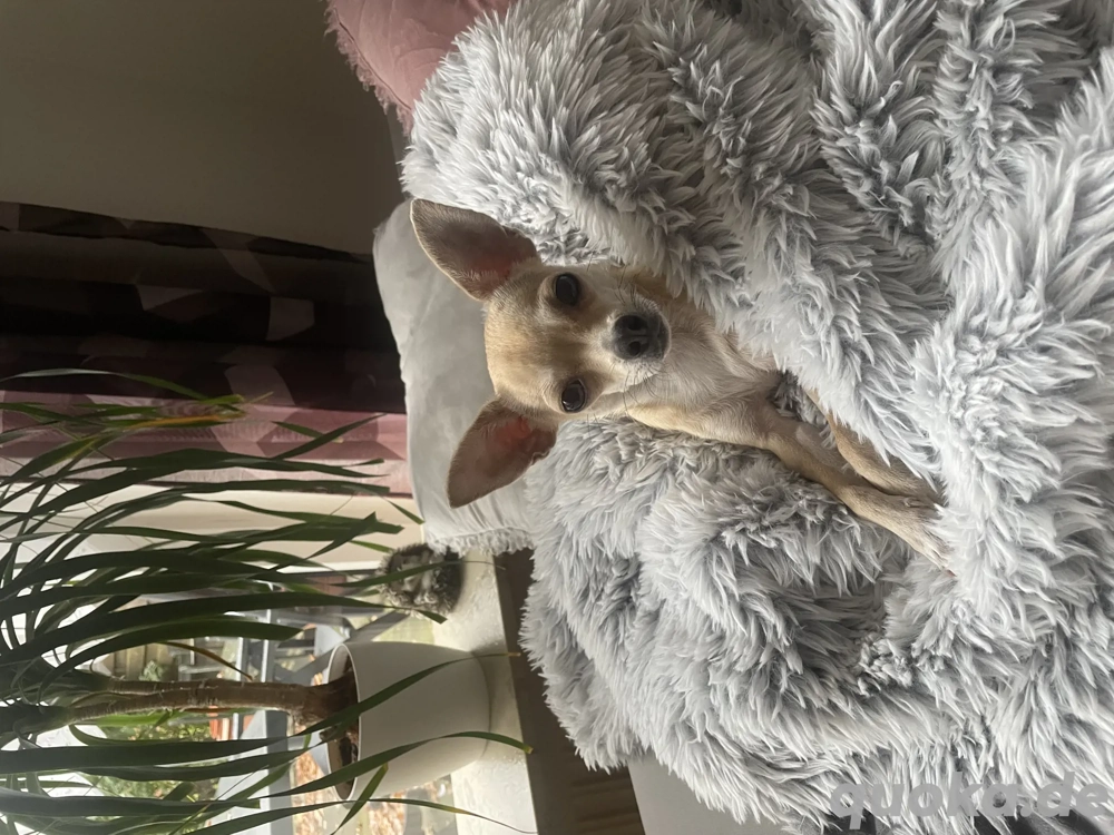 Chihuahua-Mix sucht neue Familie