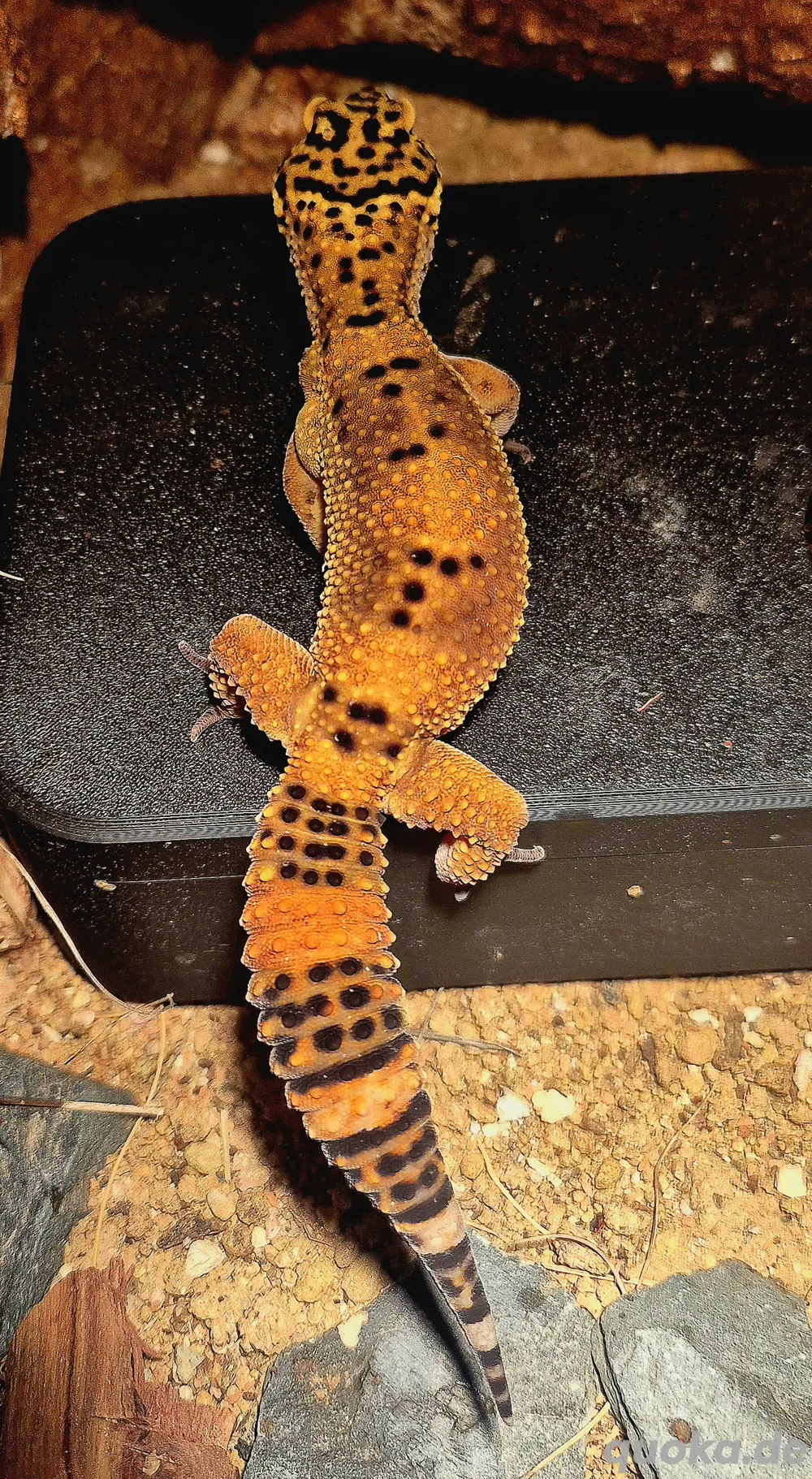 Black Night Mandarin Leopardgecko 