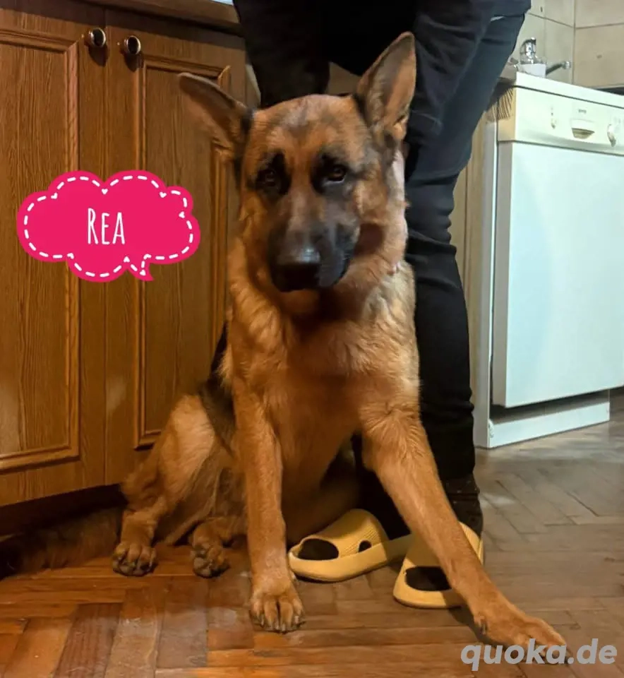 Rea, intelligente und junge Deutsche Schäferhündin