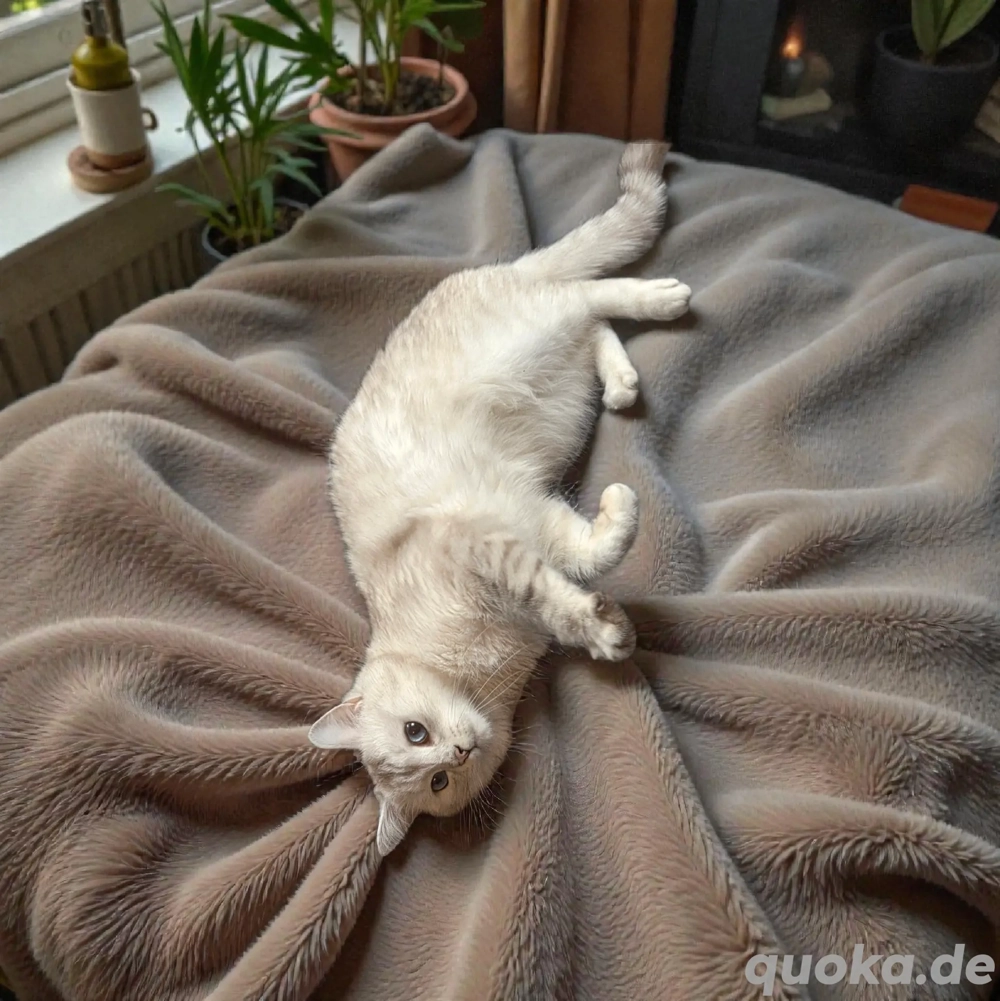 Deckkater BKH Silver Shadet 