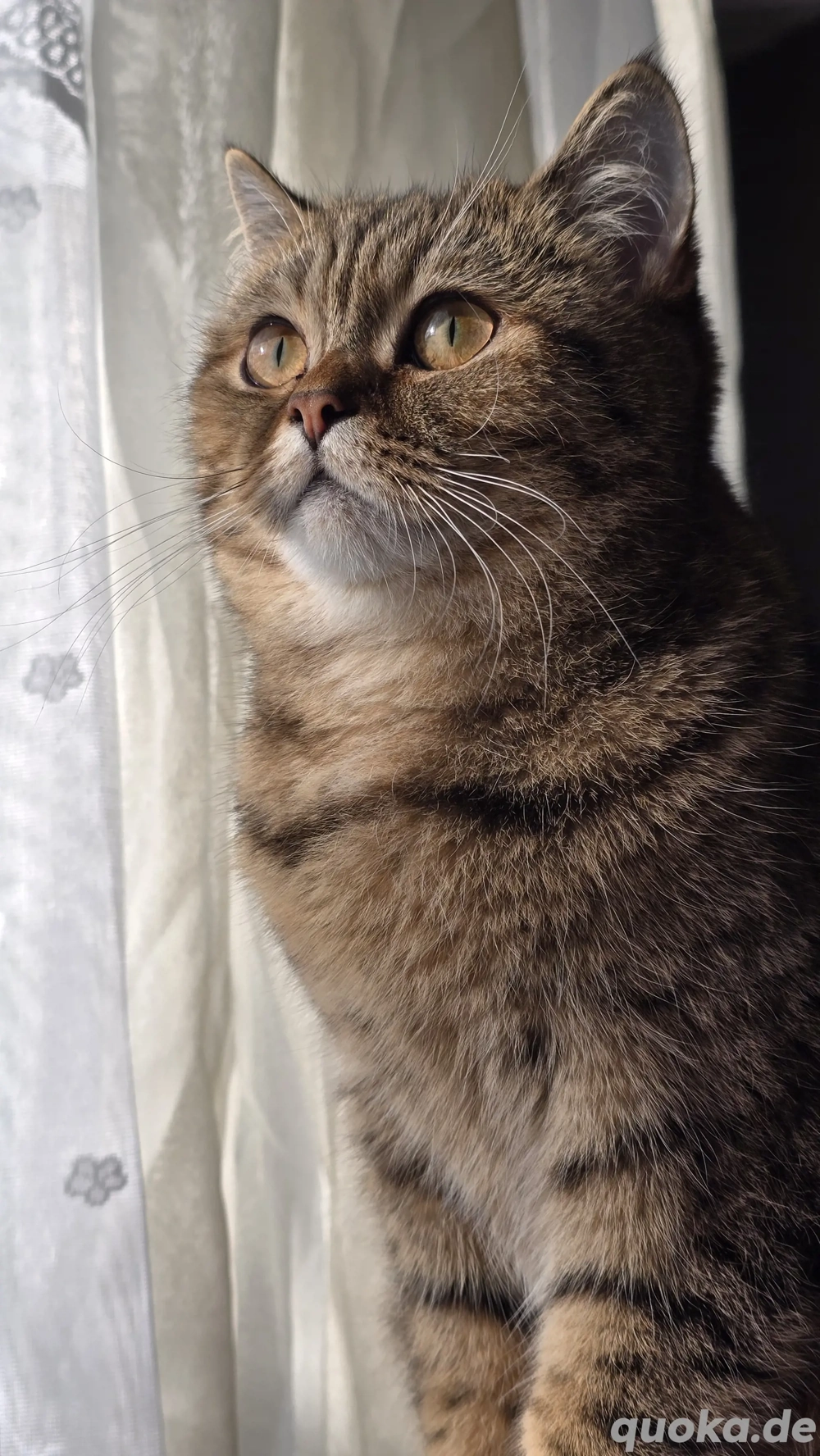 Ich suche schweren Herzens ein neues liebevolles Zuhause für meine Katze. 