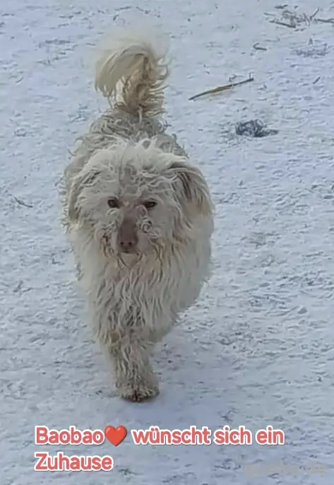 Baobao - ein tapferer Rüde sucht ein liebevolles Zuhause