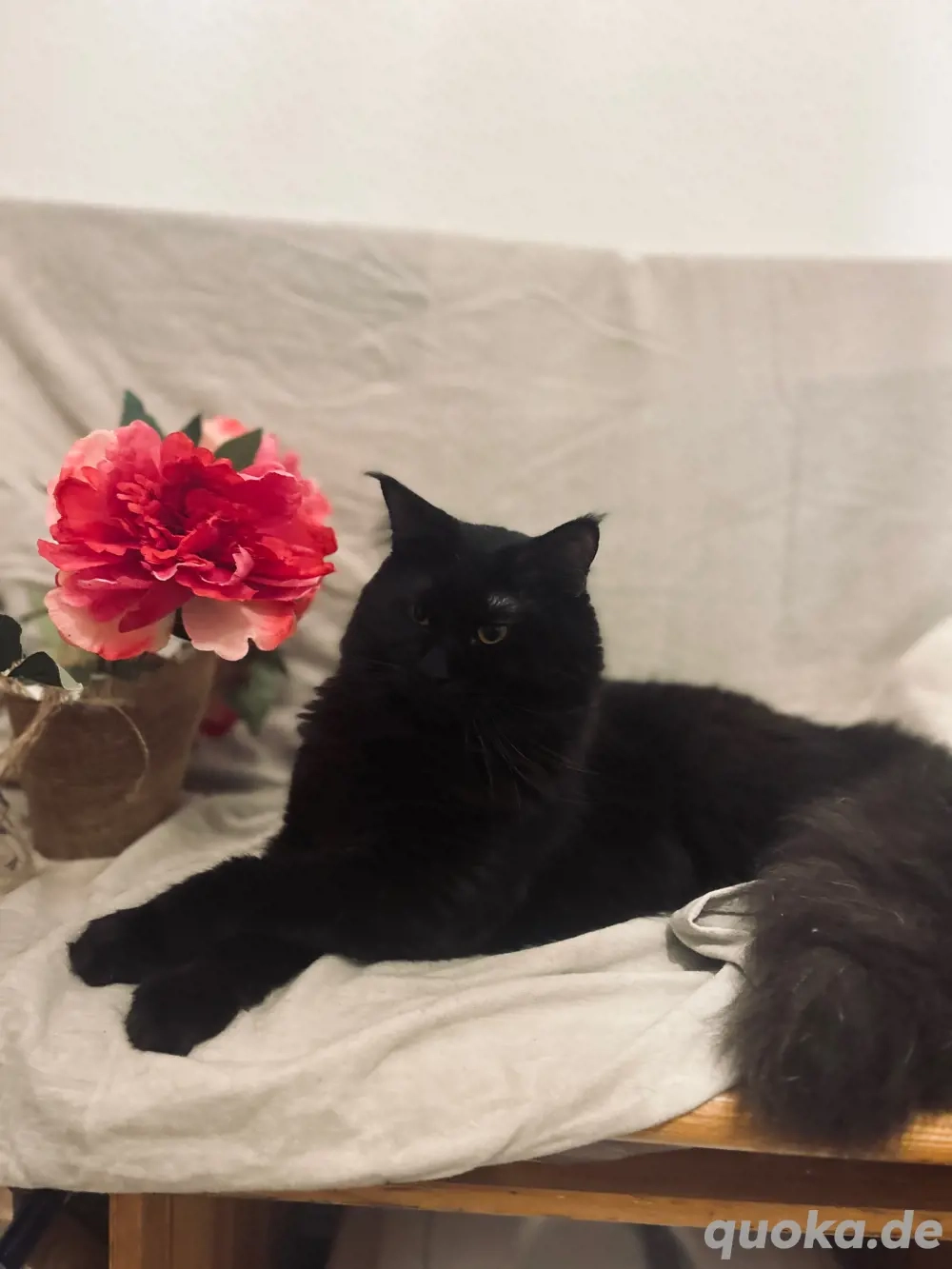 Großer Maine Coon Deckkater